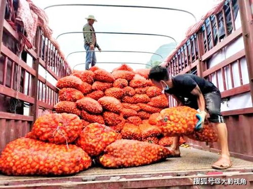 贵州水城 刺梨黄 丰收忙