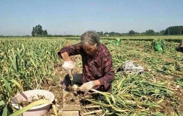 社员网打通供销环节的"任督二脉" ,助力电商扶贫产业升级