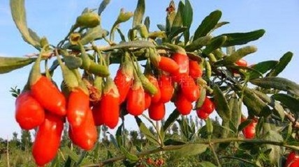 中宁枸杞商城,促进枸杞产业转型升级