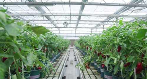 淮安清江浦 数字化助力 好红椒卖好价